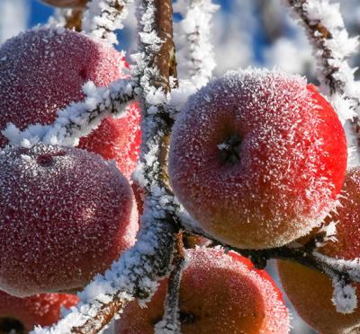 frost-covered apples